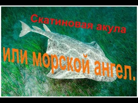 Морской Ангел Рыба Фото И Приготовлениями