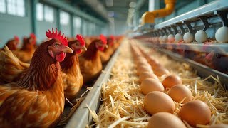 How The Worlds Biggest Chicken Farms Produce Millions Of Eggs?