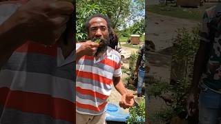 Rasta Man Reveals the Secret to a Long Life 🇯🇲