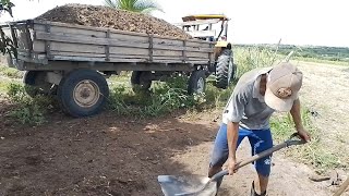 COBRINDO O SILO E LEVANDO ESTERCO POR CAPIM  10 04 24