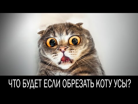 Что будет если обрезать коту усы