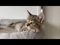 野良時代を遠い目で振り返る仔猫