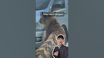 Zookeeper fatally mauled by lions in Bangkok! 🇹🇭