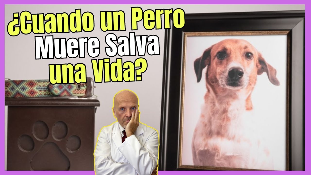 🔴 ¿CUANDO UN PERRO MUERE SALVA UNA VIDA? 🔴