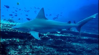 Diving Ni'ihau with Fathom Five Divers