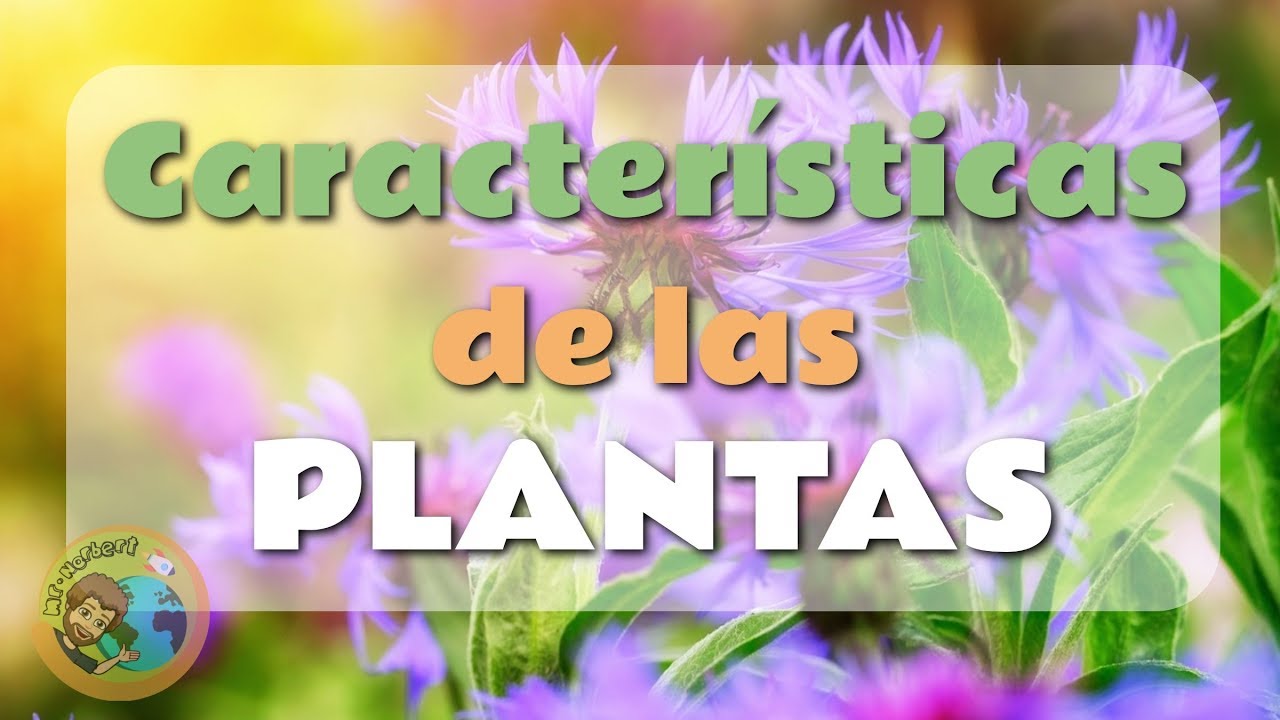 Caracteristicas de las plantas - YouTube