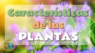 ¿Cuáles son las características de las plantas?