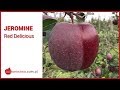 Jeromine - Red Delicious [odmiany jabłoni / apple variety]