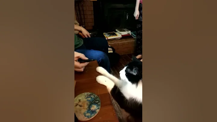 Mister the cat and his fidget spinner