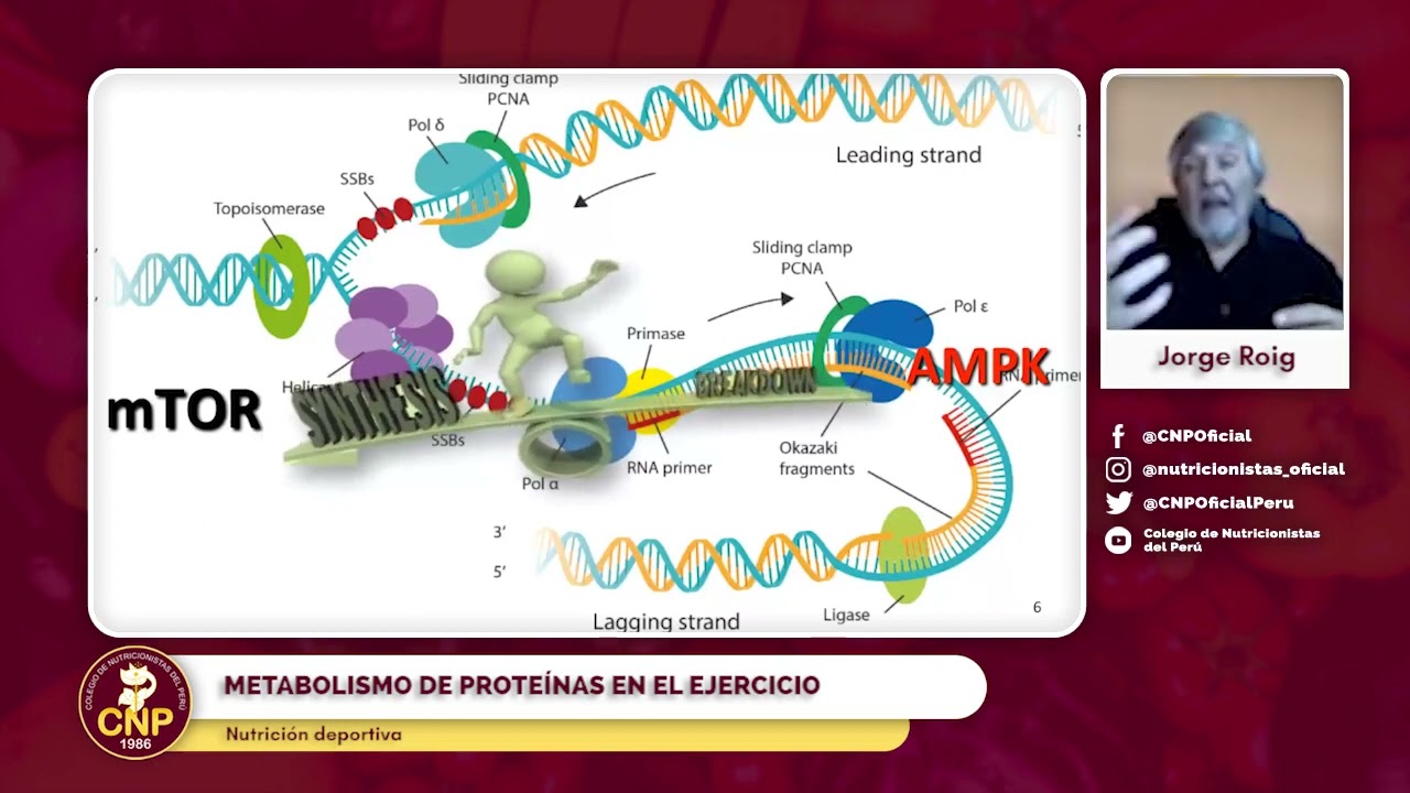 Metabolismo de proteínas en el ejercicio   Jorge Roig   VI CINAD 2020
