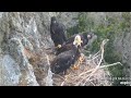 West End Eagles ~ TUG-O-FISH WITH MOM! 🐟 3 Fish In 9 Minutes! ENTIRE FAMILY On Nest! Tandem Feeding💕