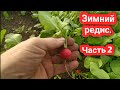 Состояние Редиски 19.02 Как поливает туман?