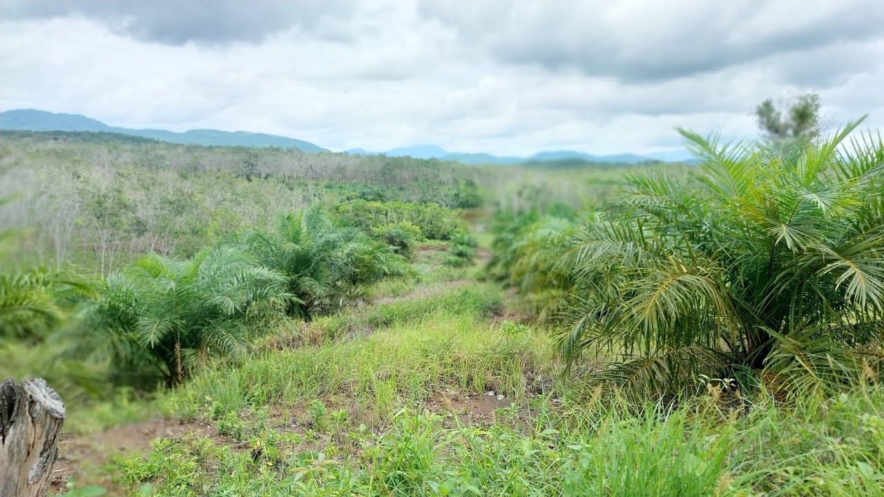 Aktifitas bulan ramadhan diperkebunan kelapa sawit
