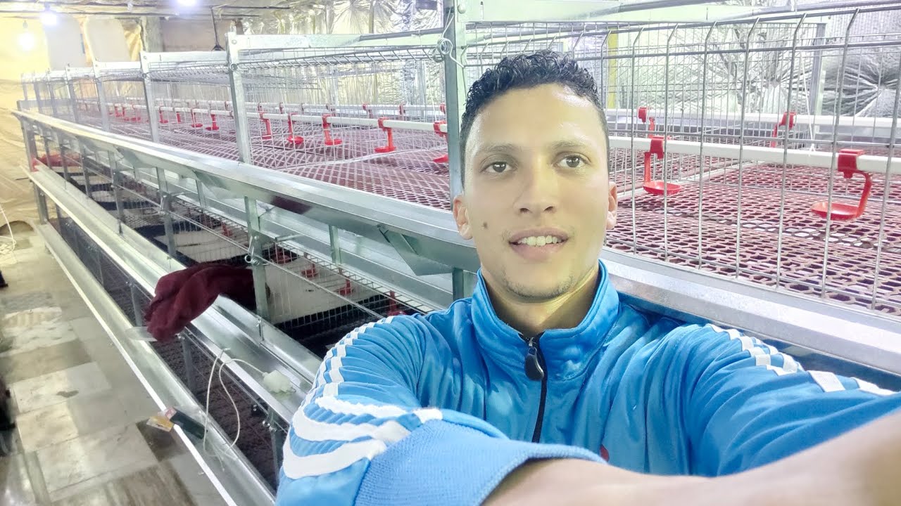 تجهيزات العنبر الجديد واهم خمس خطوات في الاستقبال كتكوت التسمين 