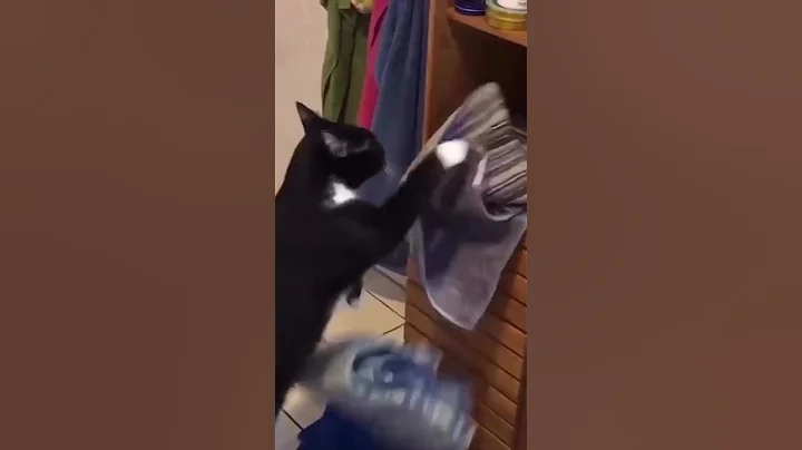 Hilarious Cat Videos that will Make You LOL! 😹😹😅😅