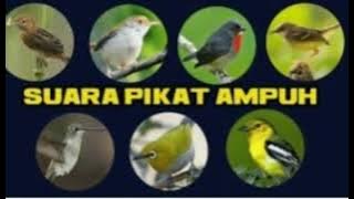 pikat BURCIL PALING AMPUH ‼️