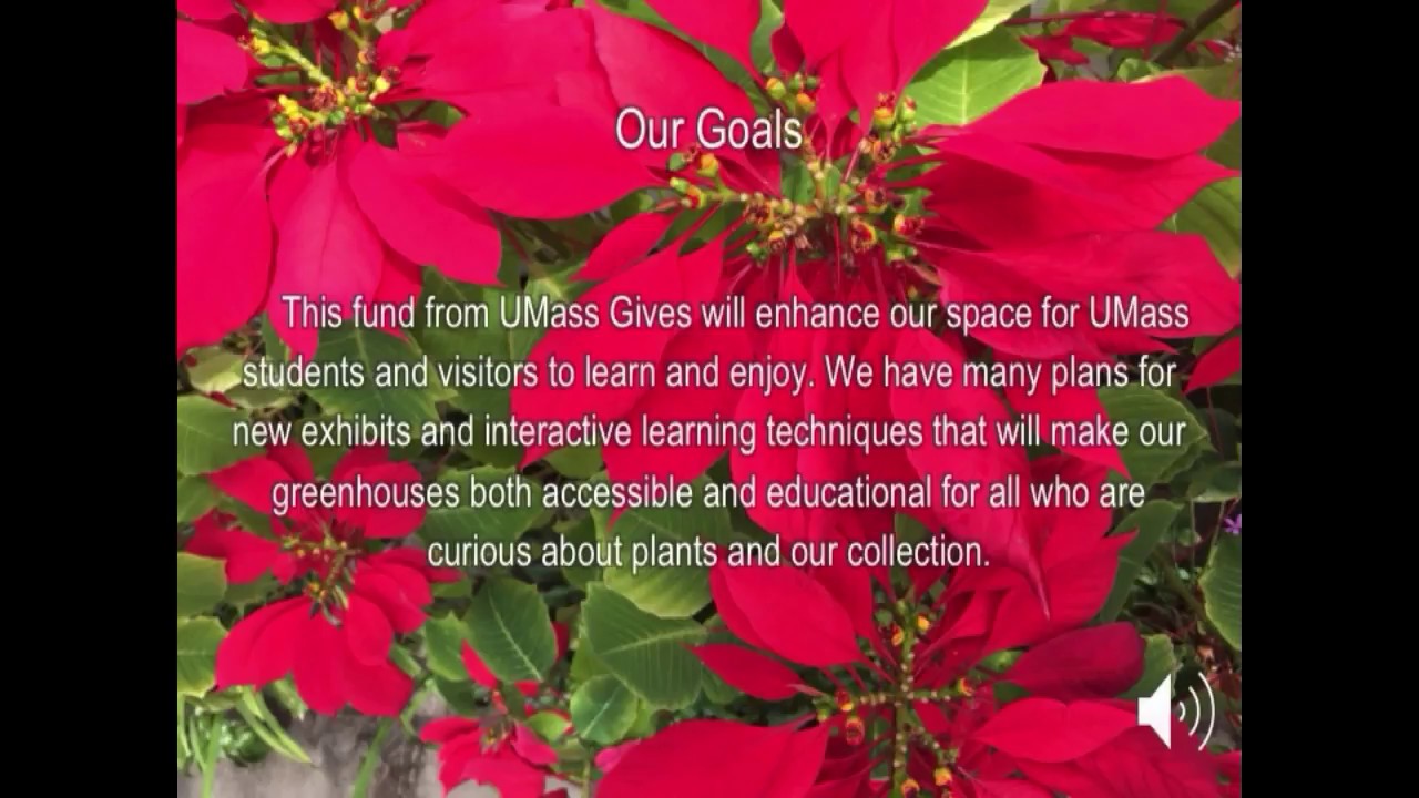 UMass Gives Morrill Greenhouse YouTube