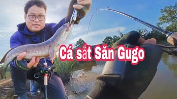 Câu Cá Lóc Bằng Cá Sắt Phần 1.Câu Ao Cá Nhát Bằng Cá Sắt Orochi Cá Lóc Thiên Nhiên| Đại Ngáo Vlog