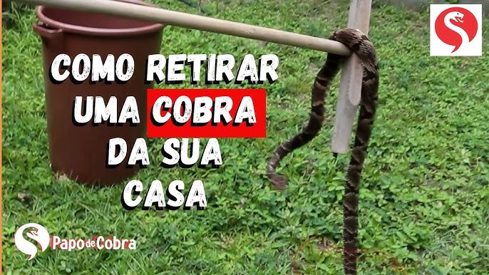 Afinal, a cobra-verde é ou não venenosa? - Geral - Cassilândia