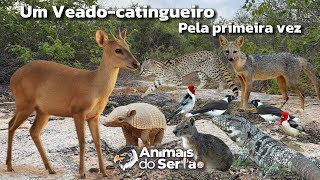 ANIMAIS RESERVADOS QUE QUASE NUNCA APARECEM