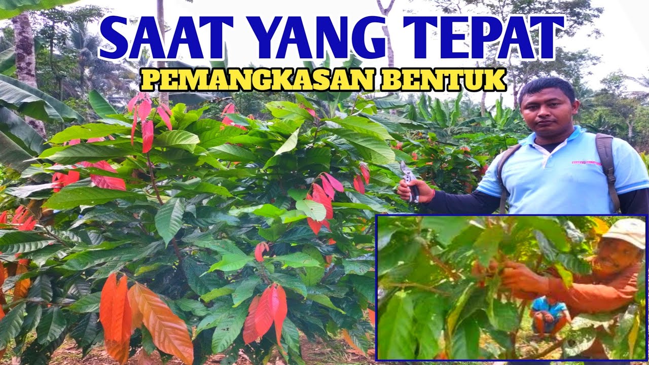 PPL PERUSAHAAN PAPANDAYAN DAN PETANI PRAKTEK DI KEBUN KAKAO|CARA PEMANGKASAN BENTUK