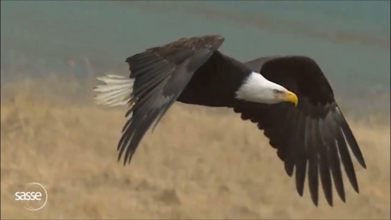 Eagle ( Iolaire ) Eagle ( Iolaire )