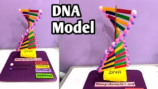 DNA Model | How To Make DNA Working Model | Science Project | School Project | TLM | Teaching Aids