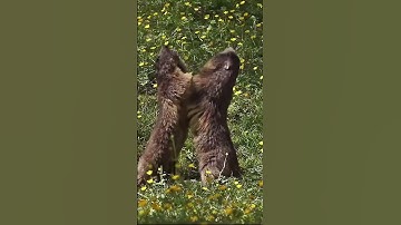 Fight Cub, from Dissolve