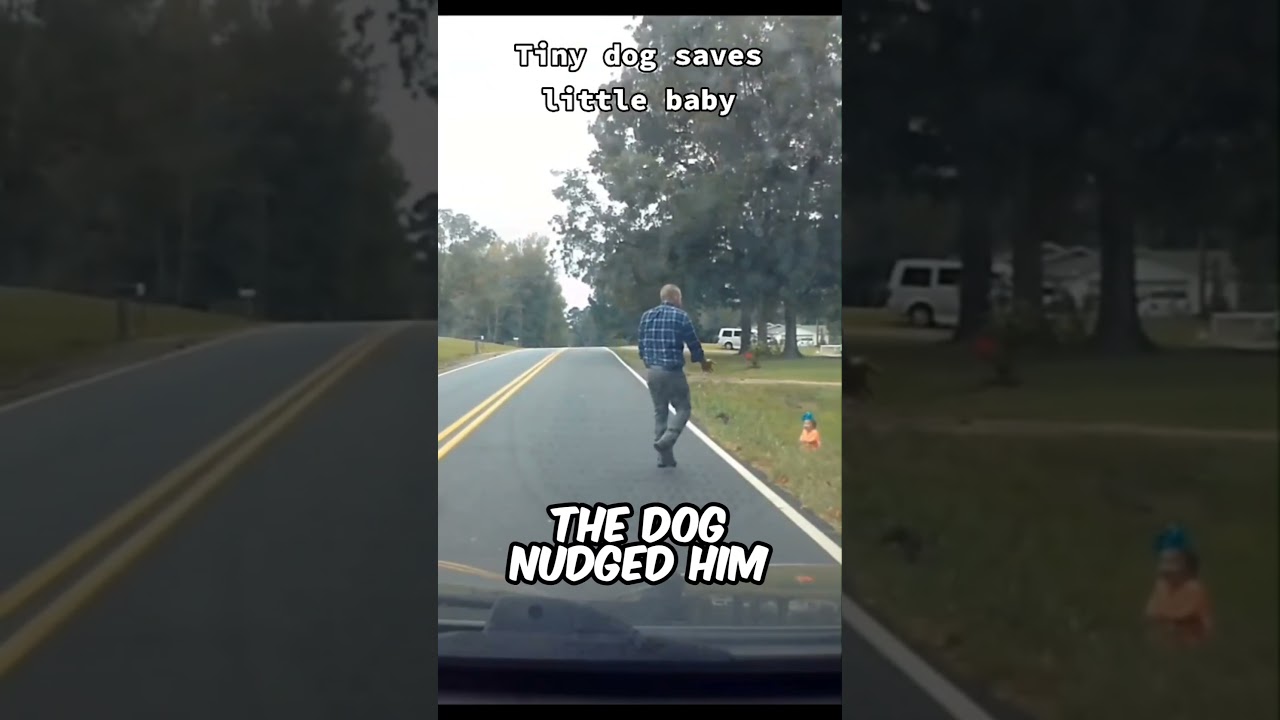 This dog saved a baby’s life ❤️👏