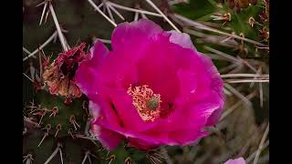 Soft guitar music with flower pictures screenshot 4