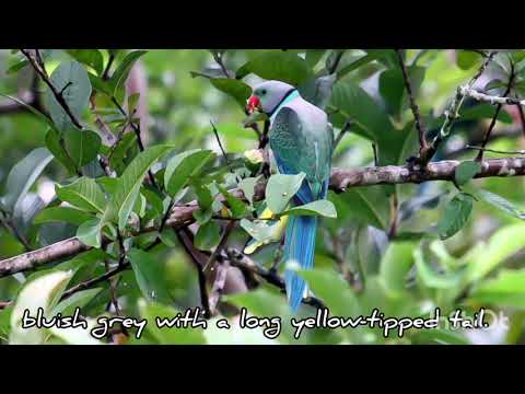 Malabar parakeet (Psittacula columboides) | Bird Sound /Song /Call | Western Ghats Endemic Birds