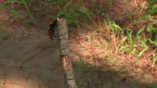 Red Velvet Ant