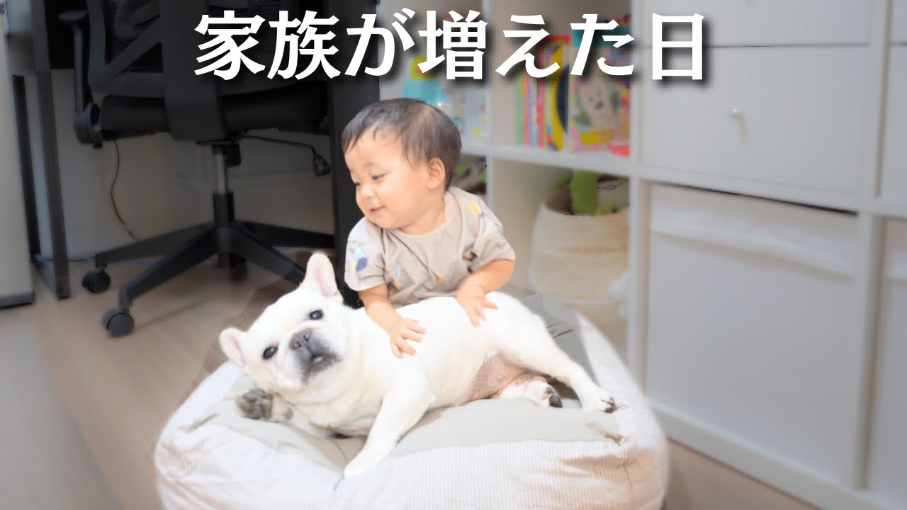 When our new family member arrived, my dog ​​and my one-year-old