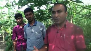 Papaya cultivation in Bangladesh