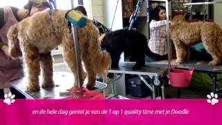 Labradoodle vachtverzorging trimworkshop DoodleComfort.nl