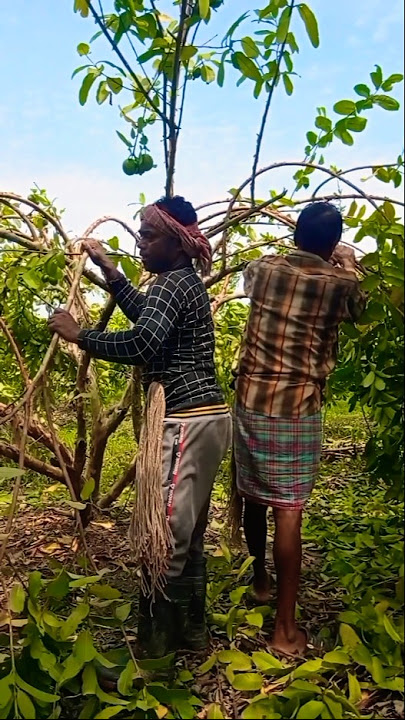 More Flowers, More Fruits! Guava Branch Bending Explained! 🌳🍈#shorts
