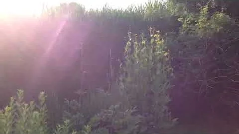 Landscape - August 2019