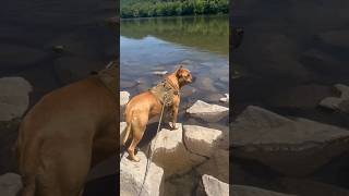 Enjoying The Weather! ☀️ 🐩 🏊 #doglover #dog #cute #pets #mastiff #dogowner #puppy #pointerdog