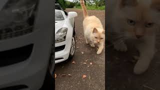 Cat Compilation - a flame point Siamese 😻