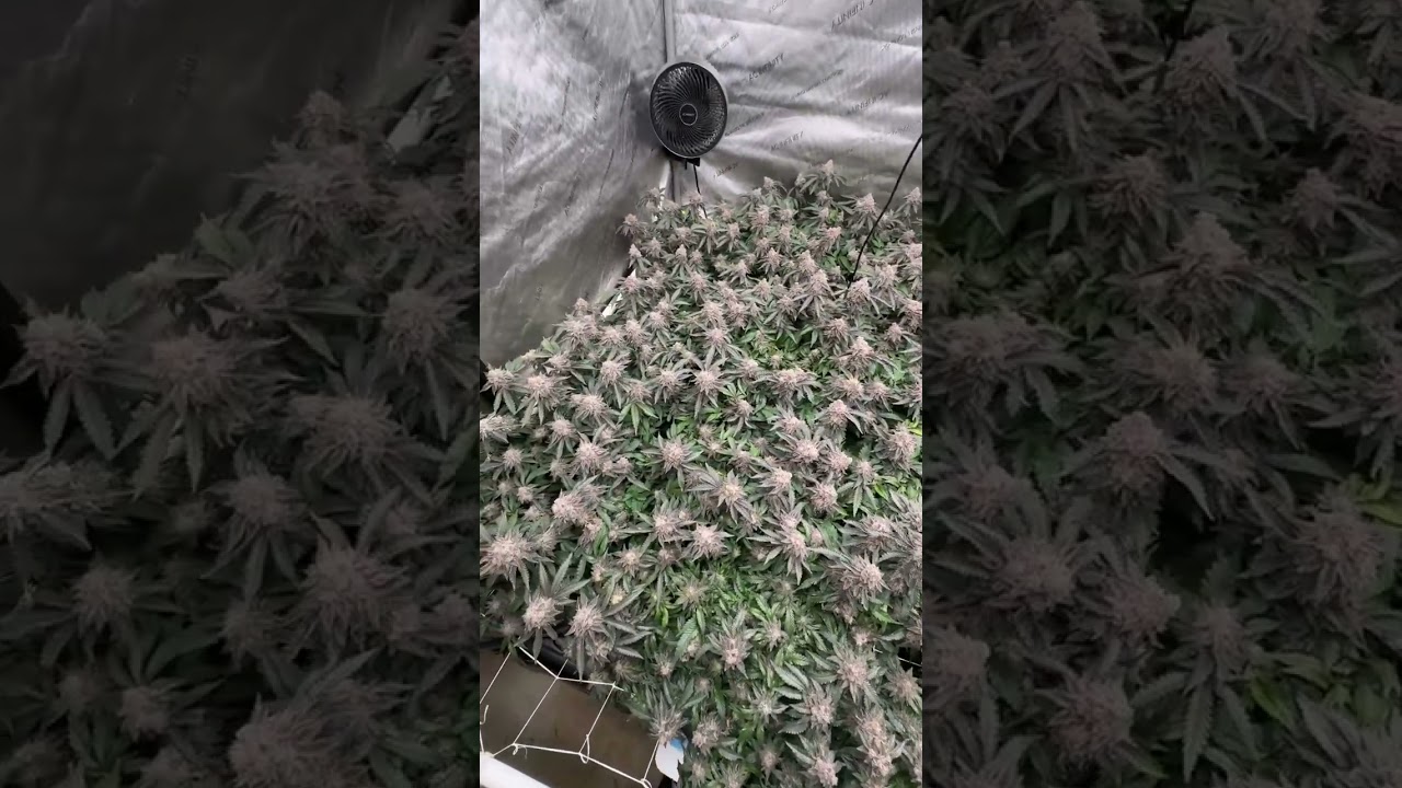 Blueberry Sugar (Blockheadbuds)