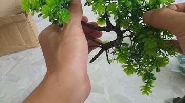 cây cổ thụ 35k siêu đẹp.tiểu cảnh hòn non bộ