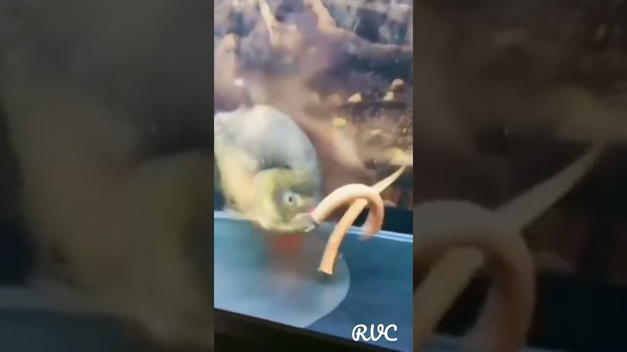 feeding_food_in_piranha_