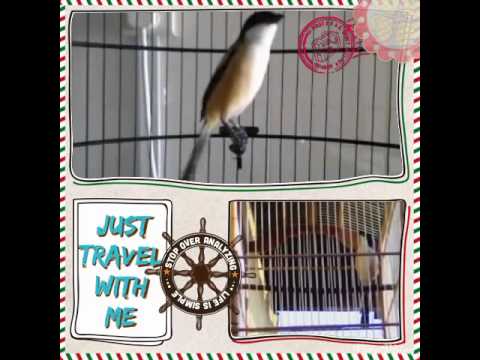 Download suara burung cendet juara 1 nasional