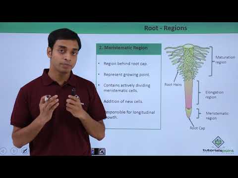 Root - Regions