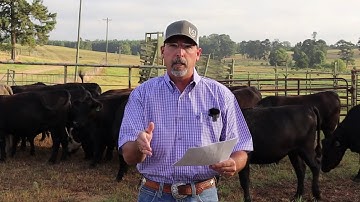 Economic Benefits of Defining a Breeding Season - 2020 Virtual Beef & Forage Field Day