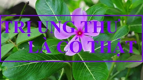 CÂY DỪA CẠN TRỊ UNG THƯ LÀ CÓ THẬT