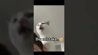 This Cat Made Three Terrible Decisions In 10 Seconds