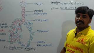 30 फेफड़ों की आतंरिक संरचना(Internal Structure Of Lungs) Class 10 UP Lecture 30 By Santosh Sir