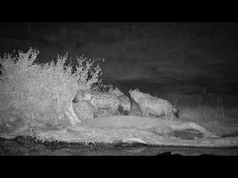 camera iphone 8 plus apk Djuma: Hyena group up to something - 01:35 - 07/16/19