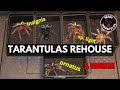 Rehousing and Feeding some adult tarantulas!! (Pamphobeteus and Xenesthis)